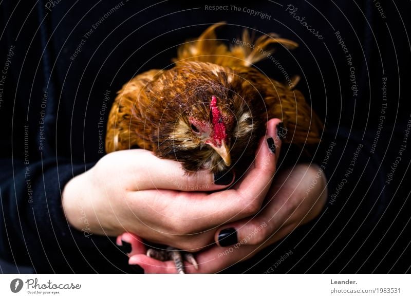 chicken in hand Agriculture Forestry Environment Nature Animal Barn fowl 1 To hold on Fresh Yellow Red Black Compassion Adventure Hand Organic farming Farm Meat