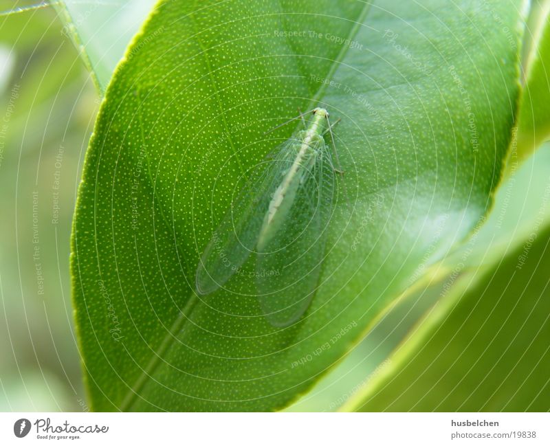 transparent flyer Butterfly Feeler Transparent Leaf Green Wing