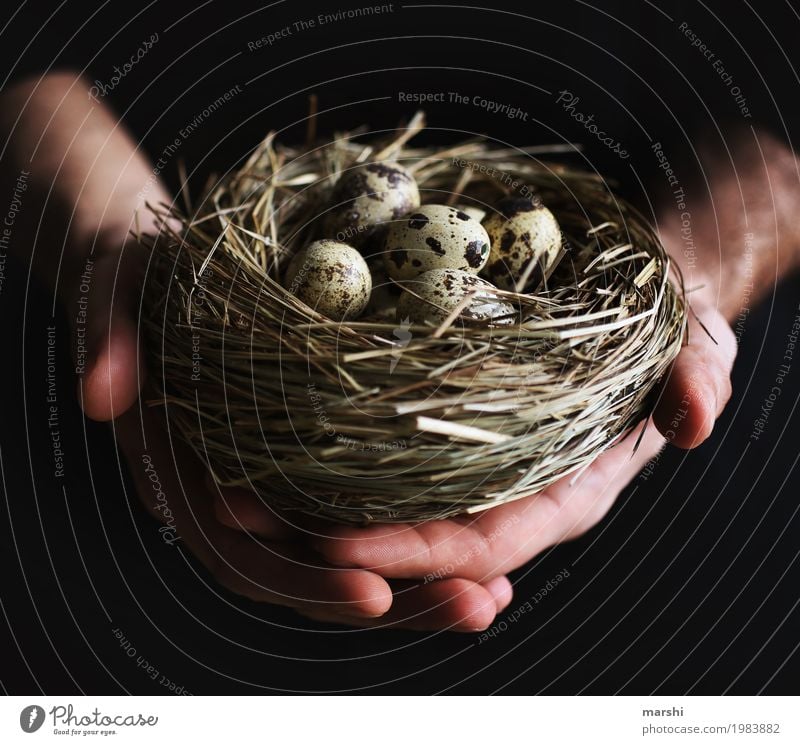 incubate Human being 1 Emotions Moody Nest Parental care Eyrie Egg Eggshell Bird's egg Archer Protection To hold on Easter Easter egg nest Hand