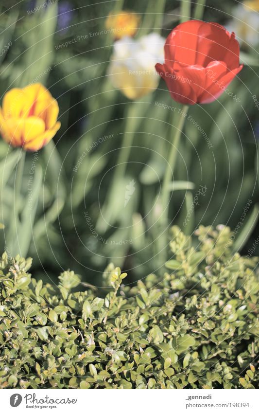 Tulip or hedge, that's the question. Environment Nature Plant Flower Bushes Foliage plant Agricultural crop Kitsch Green Judicious Colour photo Multicoloured