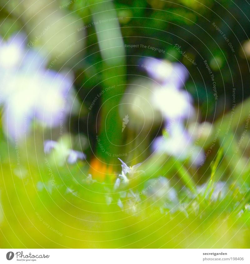 Five dioptres. Summer vacation Gardening Environment Nature Plant Spring Grass Blossom Park Meadow Blossoming Blue Green Red Spring fever Perspective