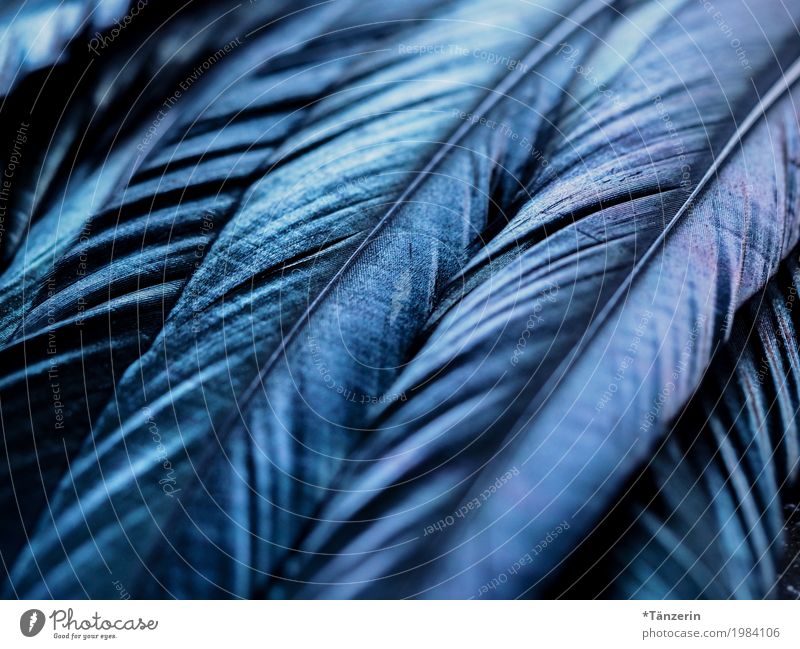 blue shimmer Bird Wing Feather Esthetic Beautiful Blue Calm Colour photo Subdued colour Macro (Extreme close-up) Deserted Evening Light Reflection Blur