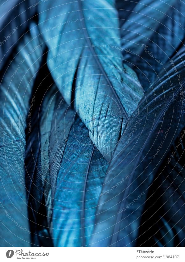 blue shimmer Bird Feather Esthetic Blue Attentive Calm Colour photo Subdued colour Macro (Extreme close-up) Structures and shapes Deserted Evening Blur