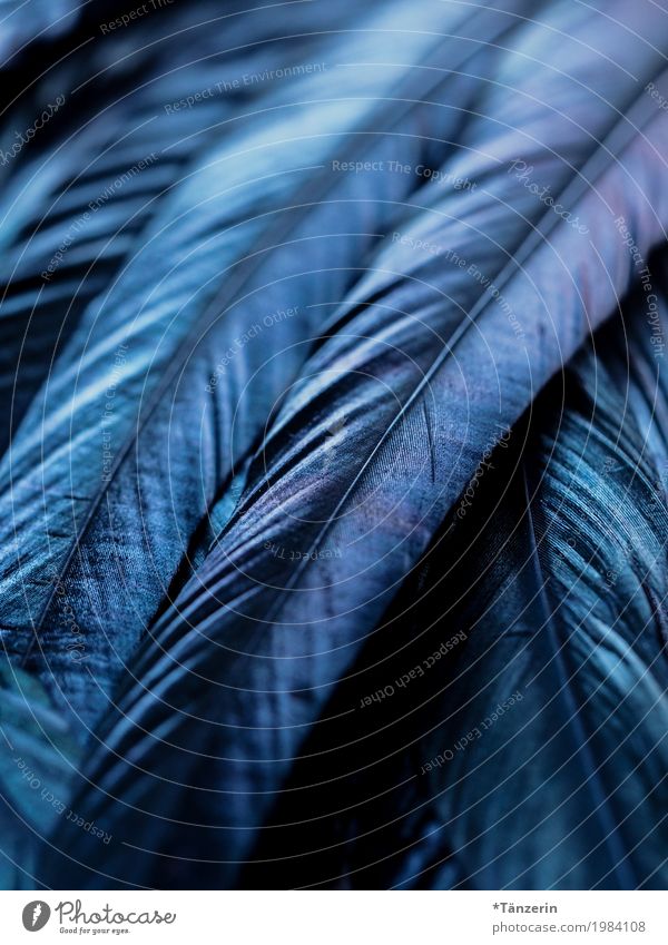 blue Bird Wing Feather Esthetic Natural Blue Colour photo Subdued colour Macro (Extreme close-up) Deserted Evening Reflection Blur Shallow depth of field