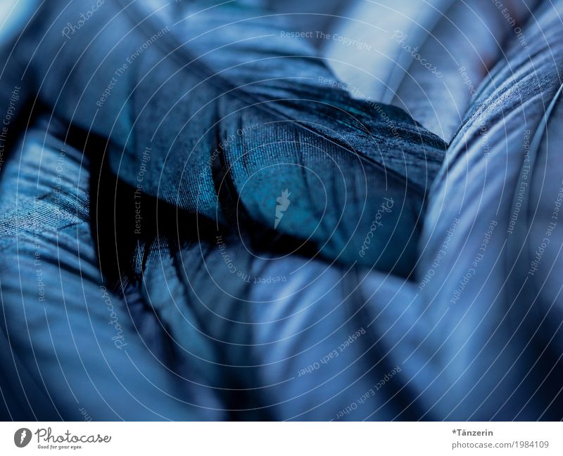 blue shimmer Bird Wing Feather Esthetic Uniqueness Beautiful Blue Together Attentive Calm Colour photo Subdued colour Structures and shapes Deserted Evening
