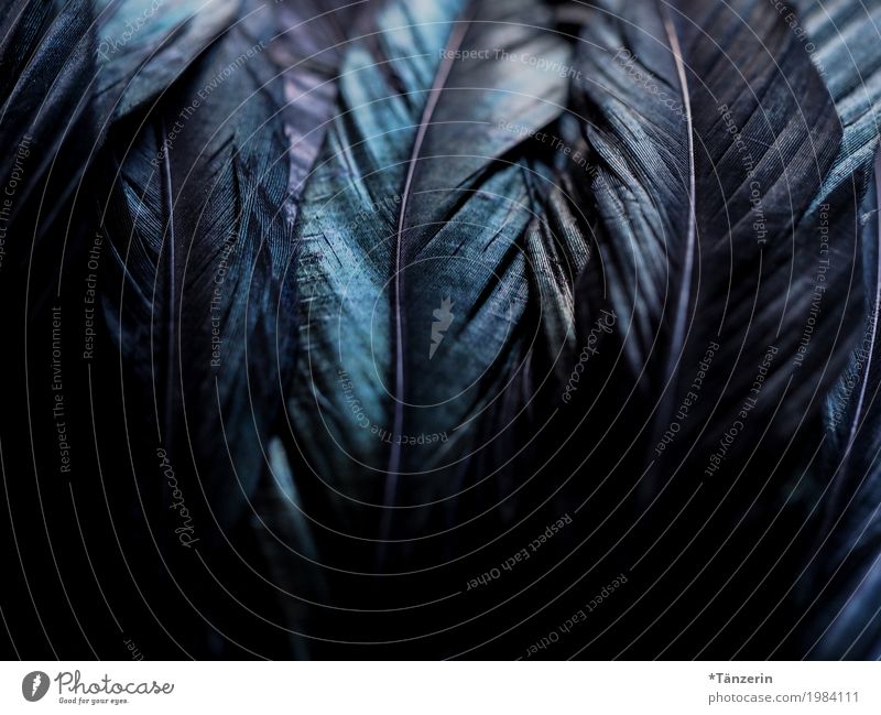 Dark Blue Feathers