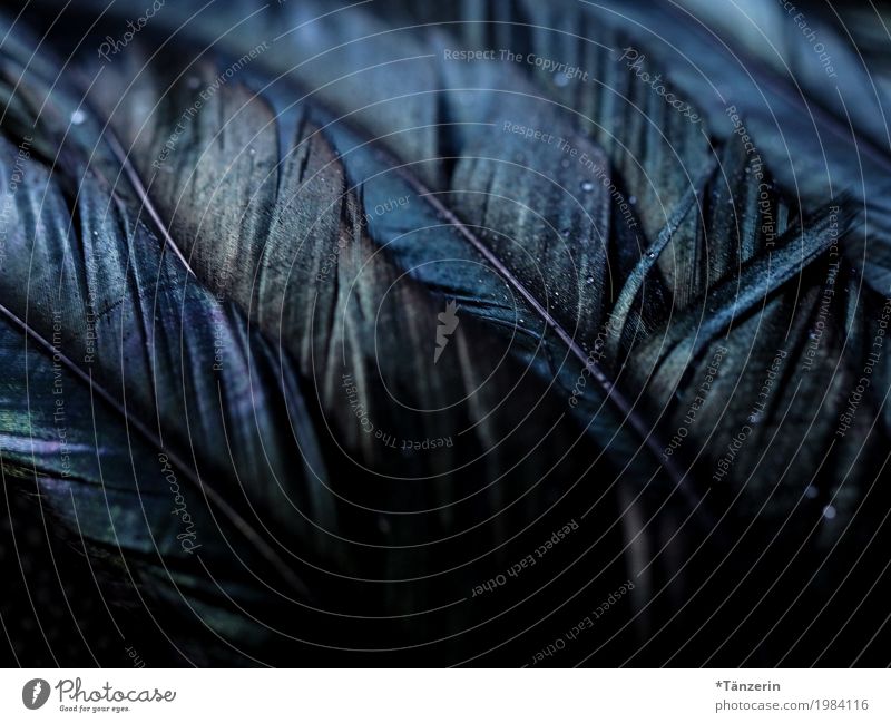 Iridescent Wing Feather Esthetic Dark Blue Black Silver Colour photo Subdued colour Macro (Extreme close-up) Deserted Night Reflection Blur