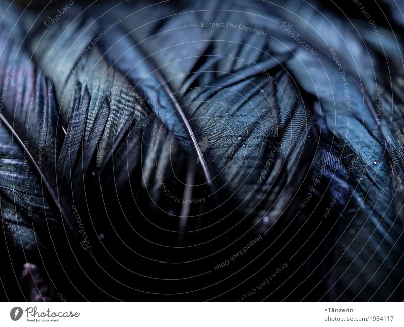Iridescent Wing Feather Natural Blue Violet Black Colour photo Subdued colour Macro (Extreme close-up) Deserted Night Blur Shallow depth of field