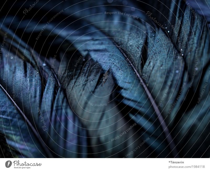 feathers Wing Feather Esthetic Dark Blue Black Colour photo Subdued colour Detail Macro (Extreme close-up) Deserted Blur Shallow depth of field
