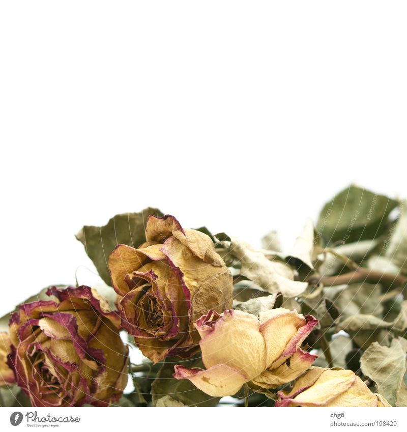 Once upon a time.... Plant Flower Rose Dry Yellow Green Red White Transience Colour photo Subdued colour Close-up Deserted Copy Space top Neutral Background