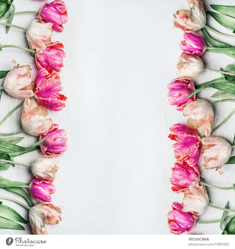 Nice frame background with tulips Style Design Garden Feasts & Celebrations Valentine's Day Mother's Day Wedding Birthday Nature Plant Spring Flower Tulip Leaf