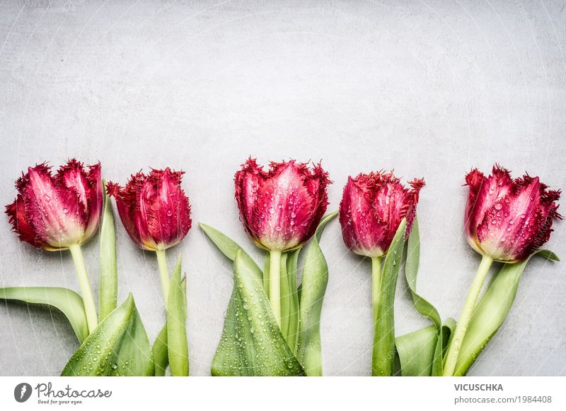 Red fringes Tulips Style Design Feasts & Celebrations Valentine's Day Mother's Day Birthday Nature Plant Spring Flower Garden Flag Blossoming Love