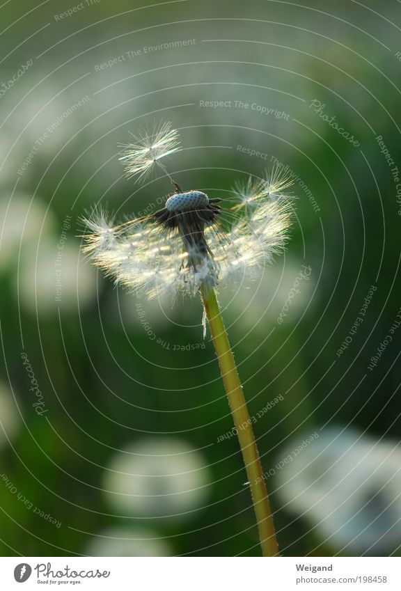 Hope 1 Summer Emotions Mysterious Serene Dandelion Flower Loneliness Future Idea Life goal Touch Release Inspiration Lust Colour photo Exterior shot Deserted