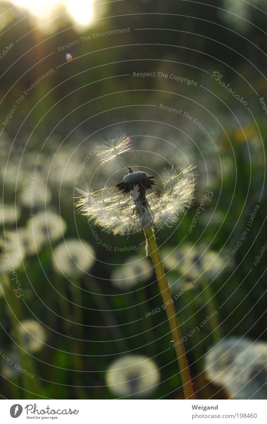 Hope 3 Green Beautiful Graceful Vacation & Travel Decide Resolve Nature Single-minded Target person on whom hopes are pinned To swing Evening sun Dandelion