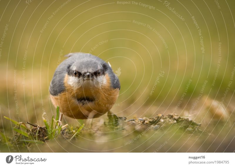 another picture and it's your turn! nuthatch Environment Nature Animal Spring Summer Autumn Beautiful weather Grass Garden Park Meadow Field Wild animal Bird