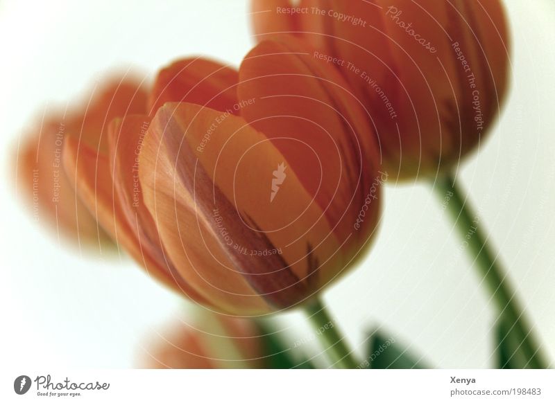 tulips Plant Spring Flower Blossoming Natural Green Red Spring fever Deserted Colour photo Close-up Neutral Background Blur Shallow depth of field Blossom leave