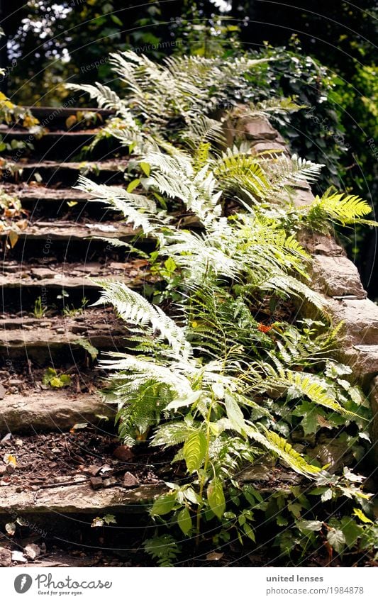 AK# Fern II Environment Nature Garden Park Esthetic Pteridopsida Fern leaf Green Stairs Landing Overgrown Ruin Shabby Wayside Colour photo Subdued colour