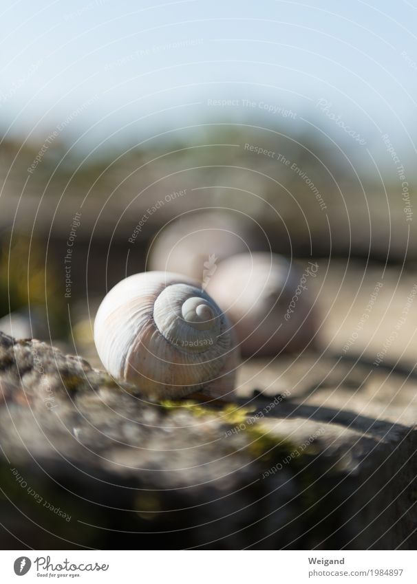snail shell Snail Elegant Responsibility Attentive Watchfulness Friendliness Conscientiously Caution Serene Patient Calm Self Control Spirituality Relaxation