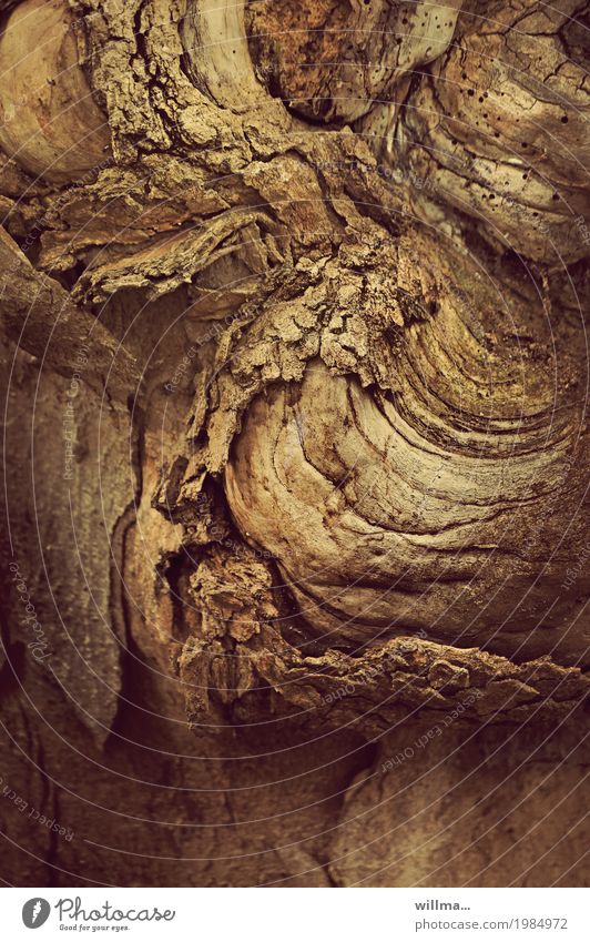 shift change Tree bark cortex Tree trunk Old Brown Wood Substitute Nature Decline Colour photo Exterior shot Structures and shapes