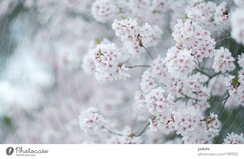 tree blossom Environment Nature Plant Beautiful weather Tree Blossom Meadow Field Fragrance Pink White Cherry blossom Apple blossom utility tree