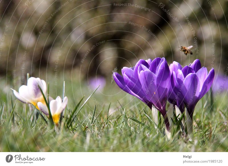 Spring meadow ... Environment Nature Landscape Plant Animal Beautiful weather Flower Grass Crocus Garden Bee 1 Blossoming Flying Growth Esthetic Uniqueness