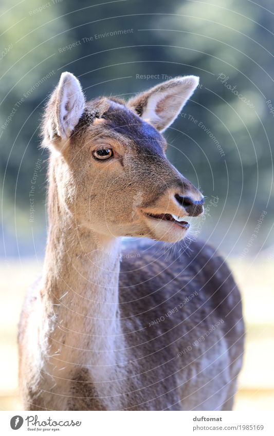 Oh My Deer Meat Zoo Nature - a Royalty Free Stock Photo from Photocase