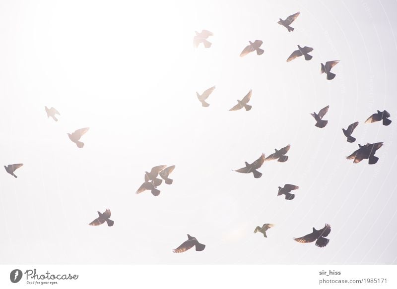 Swarming dispersion Wing Pigeon Flock Flying Bright Speed Brown Gray Silver White Watchfulness Dangerous Flight of the birds Judder fly up Departure swarm