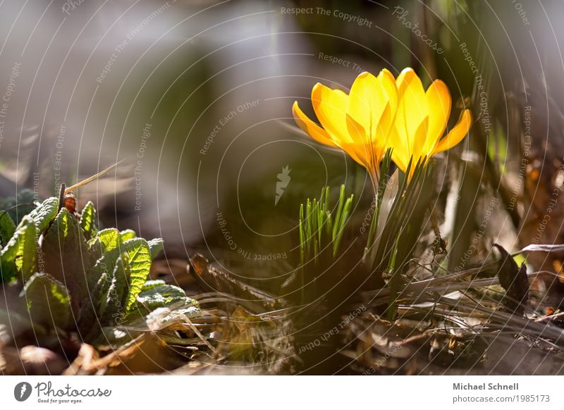 early spring yellow Environment Nature Plant Earth Crocus Spring flowering plant Friendliness Happiness Fresh Small Natural New Yellow Hope Idyll Colour photo