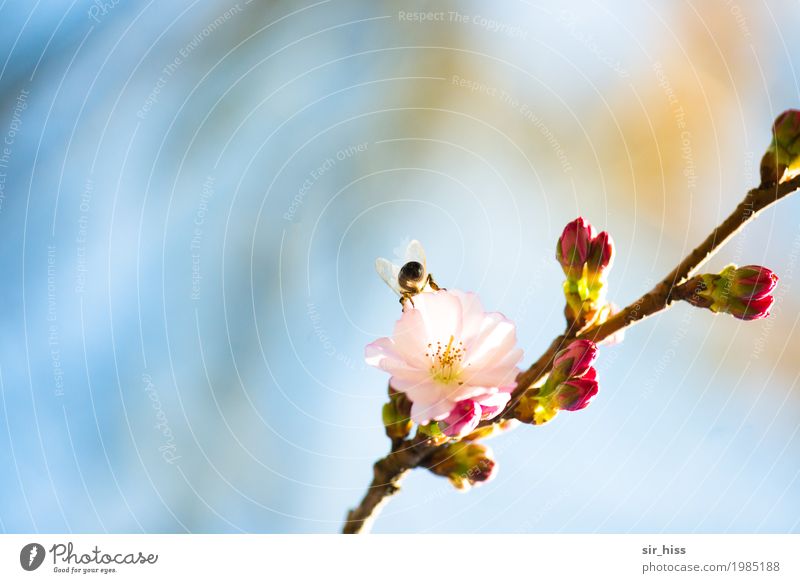 SaBiene dusting the dust Tree Blossom Bud Cherry blossom Bee 1 Animal Happiness Fresh Soft Blue Pink White Happy Romance Idyll Lust Environment Sprinkle