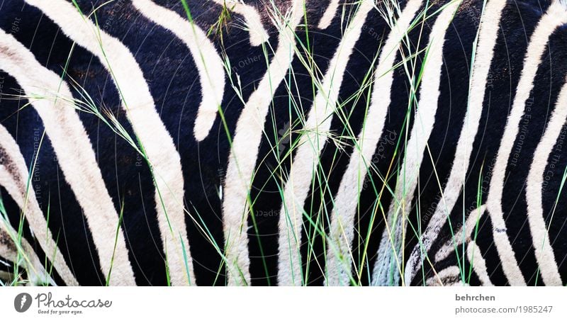 Longitudinal stripes make slim! Vacation & Travel Tourism Trip Adventure Far-off places Freedom Safari South Africa Wild animal Pelt Zebra 1 Animal Exceptional