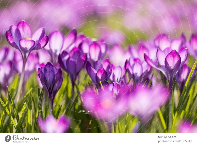 Purple crocuses (Crocus) - light floods through Design Decoration Wallpaper Image Card Mother's Day Easter Nature Plant Sunlight Spring Flower Blossom Garden
