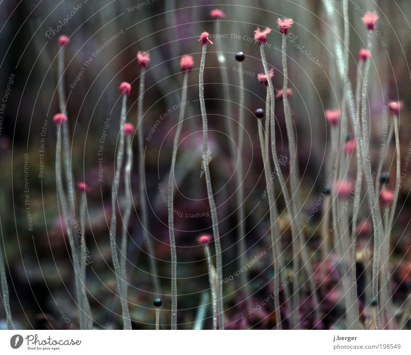 Off through the middle Nature Plant Spring Moss Thin Multicoloured Gray Violet Delicate Fragile Upward Long Colour photo Exterior shot Detail