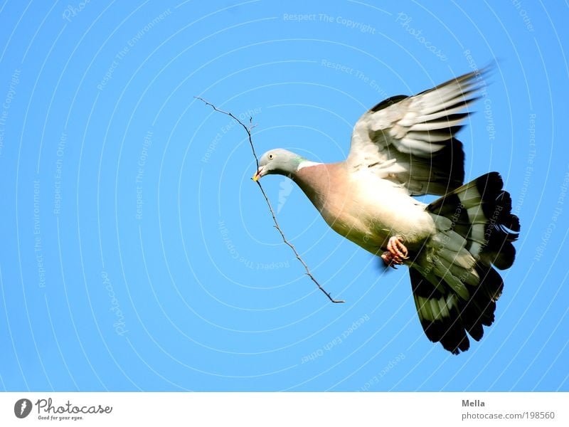 peace! Environment Nature Animal Air Sky Cloudless sky Wild animal Bird Pigeon wood pigeon 1 Sign Dove of peace Flying Carrying Free Infinity Natural Positive