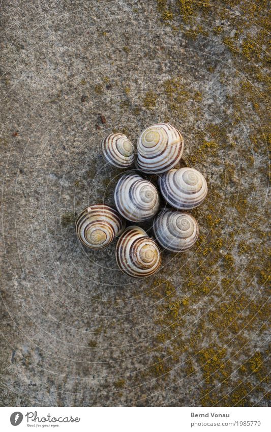 settler Animal Group of animals Animal family Trust Safety Protection Safety (feeling of) Agreed Together Snail Snail shell Cuddling Spiral Moss Concrete Green
