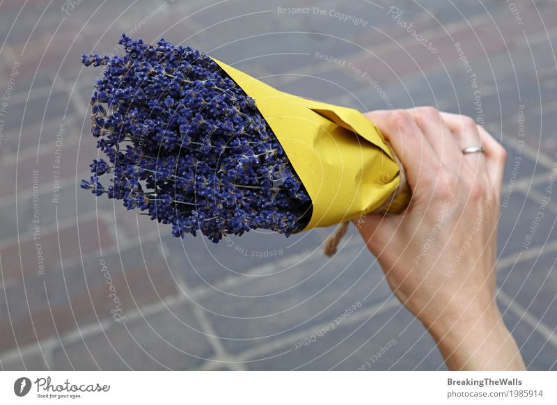 Woman hand holding bouquet off dried lavender flowers Valentine's Day Mother's Day Feminine Young woman Youth (Young adults) Adults Hand 1 Human being Together