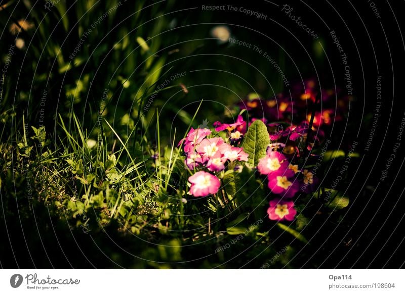 Alice in Wonderland Environment Nature Landscape Plant Animal Earth Sunlight Spring Summer Beautiful weather Flower Grass Bushes Moss Blossom Foliage plant