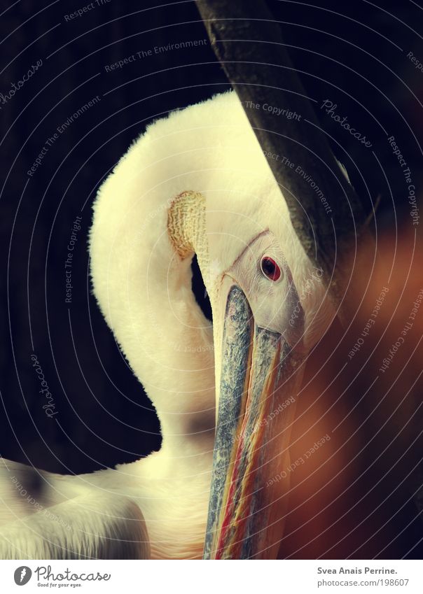 pelican. Environment Nature Garden Park Animal Wild animal Zoo 1 Observe Glittering Looking Dream Sadness Wait Esthetic Beautiful Brown Emotions Moody Trust