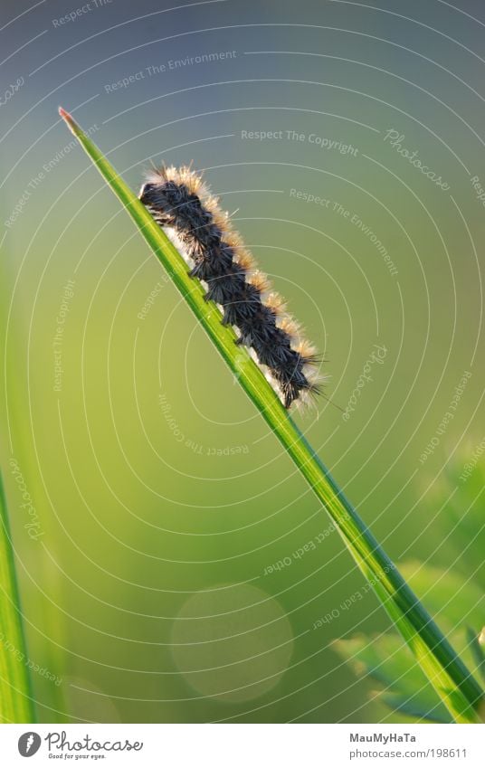 Little worm dreams the expanse Nature Plant Animal Water Drops of water Sky Sun Spring Grass Garden Park Butterfly Worm 1 Baby animal Contact Might Power Style