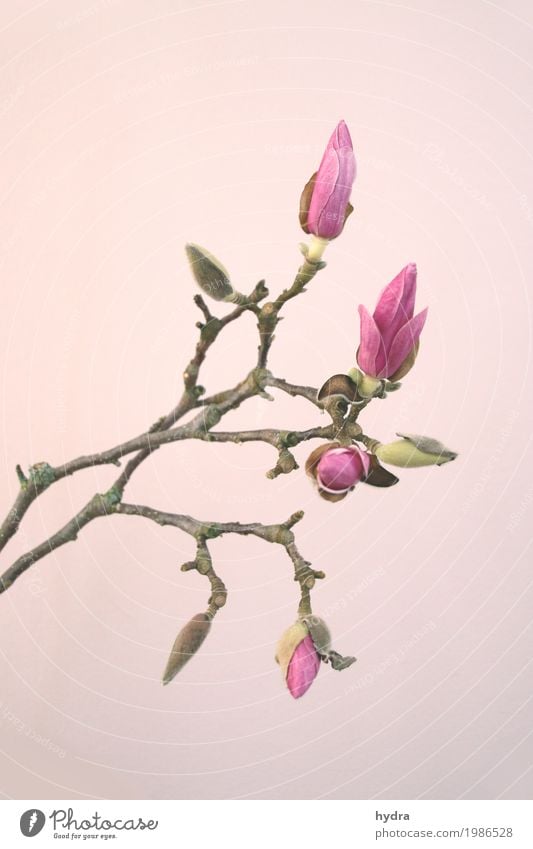 pink buttons of a magnolia on a branch against a pink background Magnolia blossom bleed Magnolia plants weaker Harmonious tree bushes Bud Blossoming already