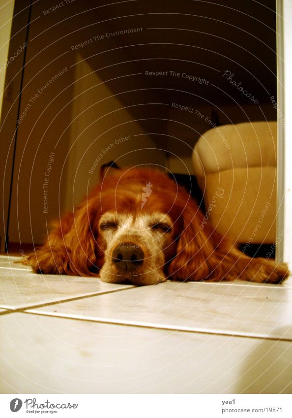 My dog Margo Dog Flat (apartment) Sleep on the ground