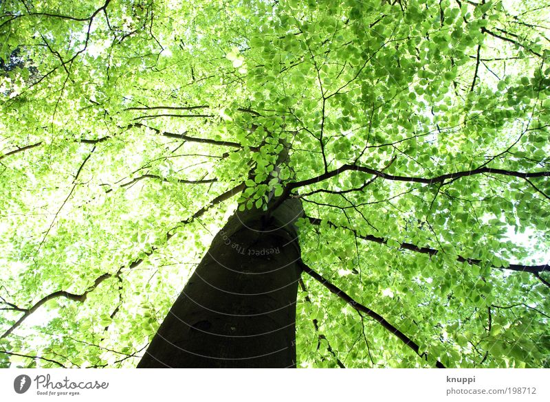 Green canopy Trip Freedom Summer Summer vacation Sun Nature Jogging Renewable energy Environment Plant Sky Spring Beautiful weather Tree Wild plant Park Forest