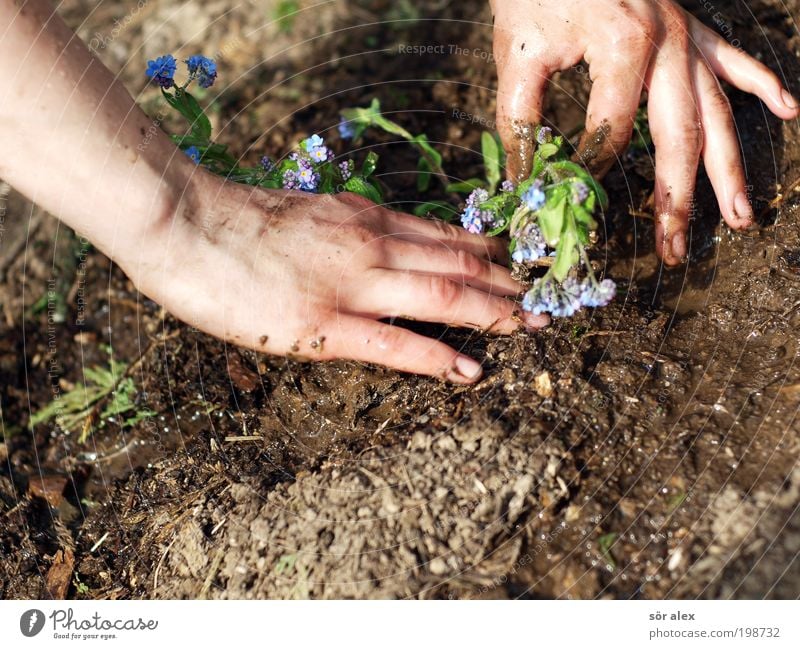 Forget-me-not the Second Feminine Hand Earth Spring Plant Flower Garden Work and employment Blossoming Growth Beautiful Blue Brown Green Spring fever Calm