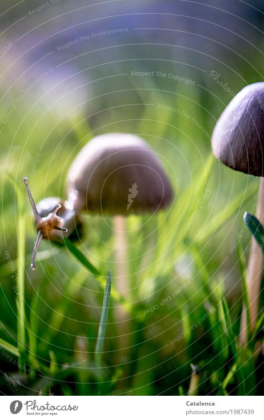 Snail circles mushroom hat Nature Plant Animal Autumn Beautiful weather Grass Mushroom Meadow Crumpet 1 Movement Hang Athletic Glittering Slimy Brown Green