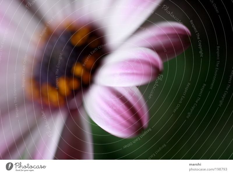 less is more Nature Plant Flower Blossom Beautiful Blossom leave Blossoming Delicate Macro (Extreme close-up) Detail Pink Pistil Colour photo Exterior shot Blur