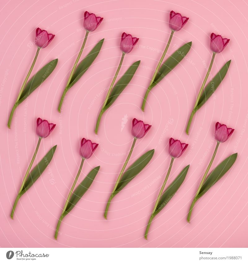 Floral pattern with tulips on pink paper. Spring background Beautiful Summer Decoration Nature Plant Flower Tulip Leaf Blossom Growth Fresh Natural Retro Yellow