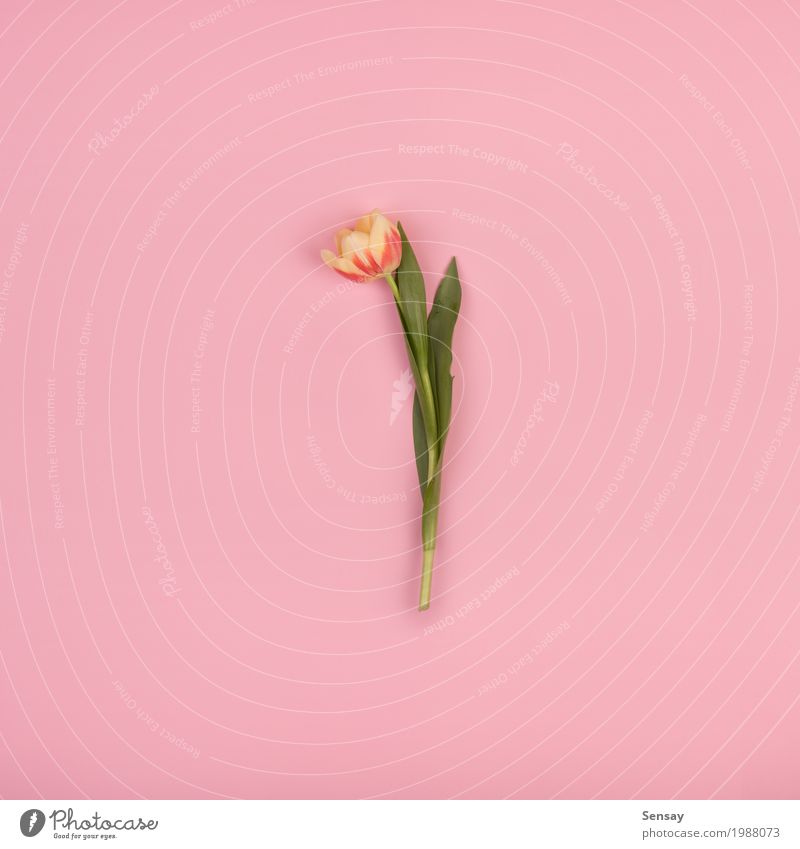 Beautiful tulip on pink paper, top view Summer Decoration Nature Plant Flower Tulip Leaf Blossom Growth Fresh Natural Retro Yellow Pink Red Romance Colour