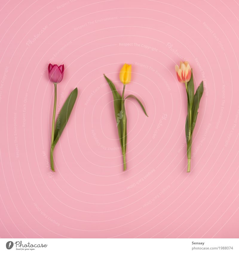 Beautiful tulips on pink paper, top view Summer Decoration Nature Plant Flower Tulip Leaf Blossom Growth Fresh Natural Retro Yellow Pink Red Romance Colour