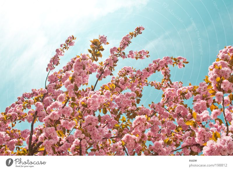 Rosalie Environment Nature Plant Sky Spring Beautiful weather Tree Bushes Blossom Blossoming Growth Esthetic Friendliness Pink Spring fever Anticipation Change