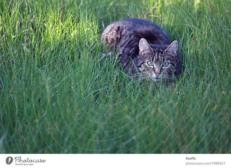 Encounter with a cat in the grass Cat Domestic cat Pet grey cat ordinary cat encounter cat picture Cat staring Mistrust alert suspicious vigilantly Concentrate