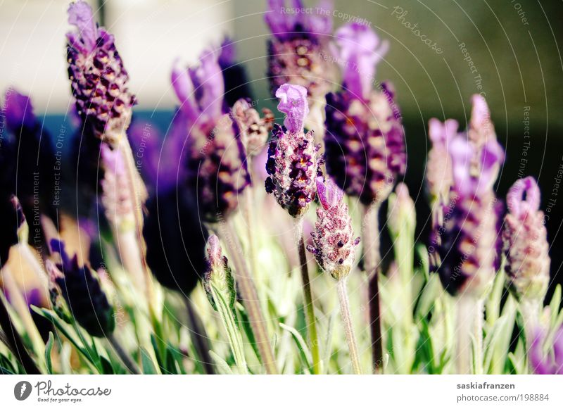 my dear lavender. Nature Plant Summer Blossom Fragrance Fresh Healthy Colour photo Subdued colour Exterior shot Close-up Deserted Day Light Shadow Sunlight